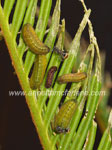 Cycad Blue Butterfly Larvae