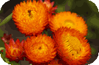 Plant List