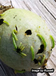 Helicoverpa (also known as Heliothus grubs)in rockmelon