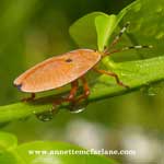 Picture The Pest