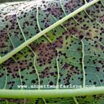 Picture The Disease