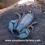 Benificial Insects
