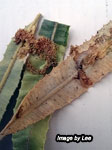 Banksia-leaf-miner-(Stegommata-sulfuratella)
