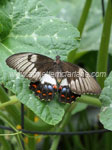 Orchard swallowtail butterfly