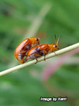 Red shouldered leaf beetle