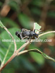 Weevils