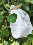 Bag fruit to prevent codling moth damage